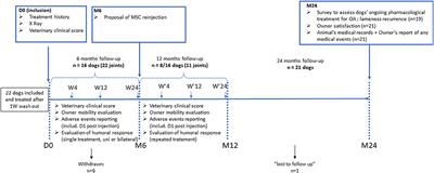 Long-Term Safety and Efficacy of Single or Repeated Intra-Articular Injection of Allogeneic Neonatal Mesenchymal Stromal Cells for Managing Pain and Lameness in Moderate to Severe Canine Osteoarthritis Without Anti-inflammatory Pharmacological Support: Pilot Clinical Study